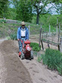 CULTURAL-GROWING-DAYLILIES-SOIL PREP-01.jpg (107602 bytes)