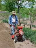 CULTURAL-GROWING-DAYLILIES-SOIL PREP-02.jpg (107746 bytes)