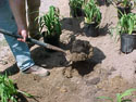 GROWING-DAYLILIES-PLANTING-03.jpg (106940 bytes)
