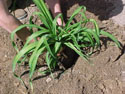 GROWING-DAYLILIES-PLANTING-05.jpg (110463 bytes)