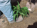 GROWING-DAYLILIES-PLANTING-07.jpg (91016 bytes)
