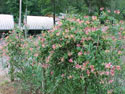 LANDSCAPE--SUMMER-HONEYSUCKLE-01.jpg (147636 bytes)