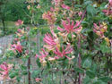 LANDSCAPE--SUMMER-HONEYSUCKLE-02.jpg (137007 bytes)