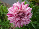 LANDSCAPE-FALL-DAHLIAS-03.jpg (1712611 bytes)