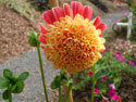 LANDSCAPE-FALL-DAHLIAS-05.jpg (1667442 bytes)