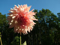 LANDSCAPE-FALL-DAHLIAS-06.jpg (1633912 bytes)