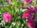 LANDSCAPE-FALL-DAHLIAS-07.jpg (1637185 bytes)
