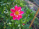 LANDSCAPE-FALL-DAHLIAS-09.jpg (1617922 bytes)