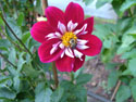 LANDSCAPE-FALL-DAHLIAS-14.jpg (1650387 bytes)