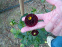 LANDSCAPE-FALL-DAHLIAS-16.jpg (1676419 bytes)