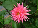 LANDSCAPE-FALL-DAHLIAS-24.jpg (1633306 bytes)