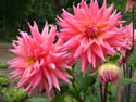 LANDSCAPE-FALL-DAHLIAS-25.jpg (1645992 bytes)
