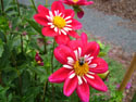 LANDSCAPE-FALL-DAHLIAS-26.jpg (1755264 bytes)
