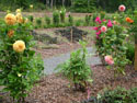LANDSCAPE-FALL-DAHLIAS-27.jpg (1687638 bytes)