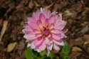 LANDSCAPE-FALL-DAHLIAS-28.jpg (1794883 bytes)