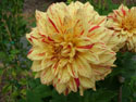 LANDSCAPE-FALL-DAHLIAS-32.jpg (1689123 bytes)