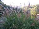 LANDSCAPE-FALL-GRASSES-03.jpg (1731134 bytes)