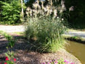 LANDSCAPE-FALL-GRASSES-05.jpg (1728167 bytes)