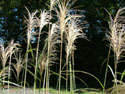 LANDSCAPE-FALL-GRASSES-07.jpg (1588147 bytes)