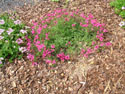 LANDSCAPE-FALL-GROUND COVERS-03.jpg (1672348 bytes)