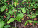 LANDSCAPE-FALL-SHRUBS-02.jpg (1663914 bytes)