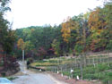 LANDSCAPE-FALL-TREE COLORS-05.jpg (239064 bytes)