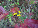 LANDSCAPE-FALL-TREE COLORS-16.jpg (1585372 bytes)
