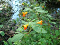 LANDSCAPE-FALL-WILDFLOWER-14.jpg (1623250 bytes)