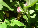 LANDSCAPE-FALL-WILDFLOWER-15.jpg (1685713 bytes)