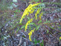 LANDSCAPE-FALL-WILDFLOWERS-01.jpg (1629184 bytes)