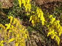 LANDSCAPE-FALL-WILDFLOWERS-02.jpg (1676703 bytes)