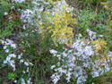 LANDSCAPE-FALL-WILDFLOWERS-04.jpg (1685136 bytes)