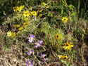 LANDSCAPE-FALL-WILDFLOWERS-09.jpg (1696604 bytes)