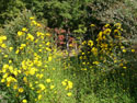 LANDSCAPE-FALL-WILDFLOWERS-10.jpg (506281 bytes)