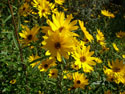LANDSCAPE-FALL-WILDFLOWERS-11.jpg (487536 bytes)