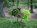LANDSCAPE-FEATURES-HANGING BASKETS-02.jpg (1674400 bytes)