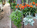 LANDSCAPE-FEATURES-HANGING BASKETS-05.jpg (1652604 bytes)