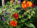 LANDSCAPE-FEATURES-HANGING BASKETS-07.jpg (1610502 bytes)
