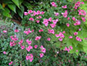 LANDSCAPE-FEATURES-HANGING BASKETS-12.jpg (1598764 bytes)