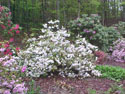 LANDSCAPE-SPRING-AZALEAS-02.jpg (382839 bytes)