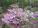 LANDSCAPE-SPRING-AZALEAS-03.jpg (391213 bytes)