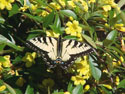 LANDSCAPE-SPRING-CAROLINA JASMINE-01.jpg (320706 bytes)