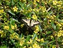 LANDSCAPE-SPRING-CAROLINA JASMINE-02.jpg (422498 bytes)