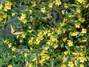 LANDSCAPE-SPRING-CAROLINA JASMINE-08.jpg (422140 bytes)