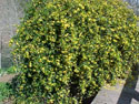 LANDSCAPE-SPRING-CAROLINA JASMINE-09.jpg (534332 bytes)