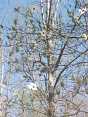 LANDSCAPE-SPRING-DOGWOODS-01.jpg (402685 bytes)