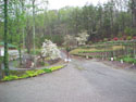 LANDSCAPE-SPRING-DOGWOODS-02.jpg (247766 bytes)