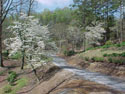 LANDSCAPE-SPRING-DOGWOODS-03.jpg (303247 bytes)