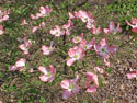 LANDSCAPE-SPRING-DOGWOODS-04.jpg (131130 bytes)