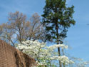 LANDSCAPE-SPRING-DOGWOODS-05.jpg (1735162 bytes)